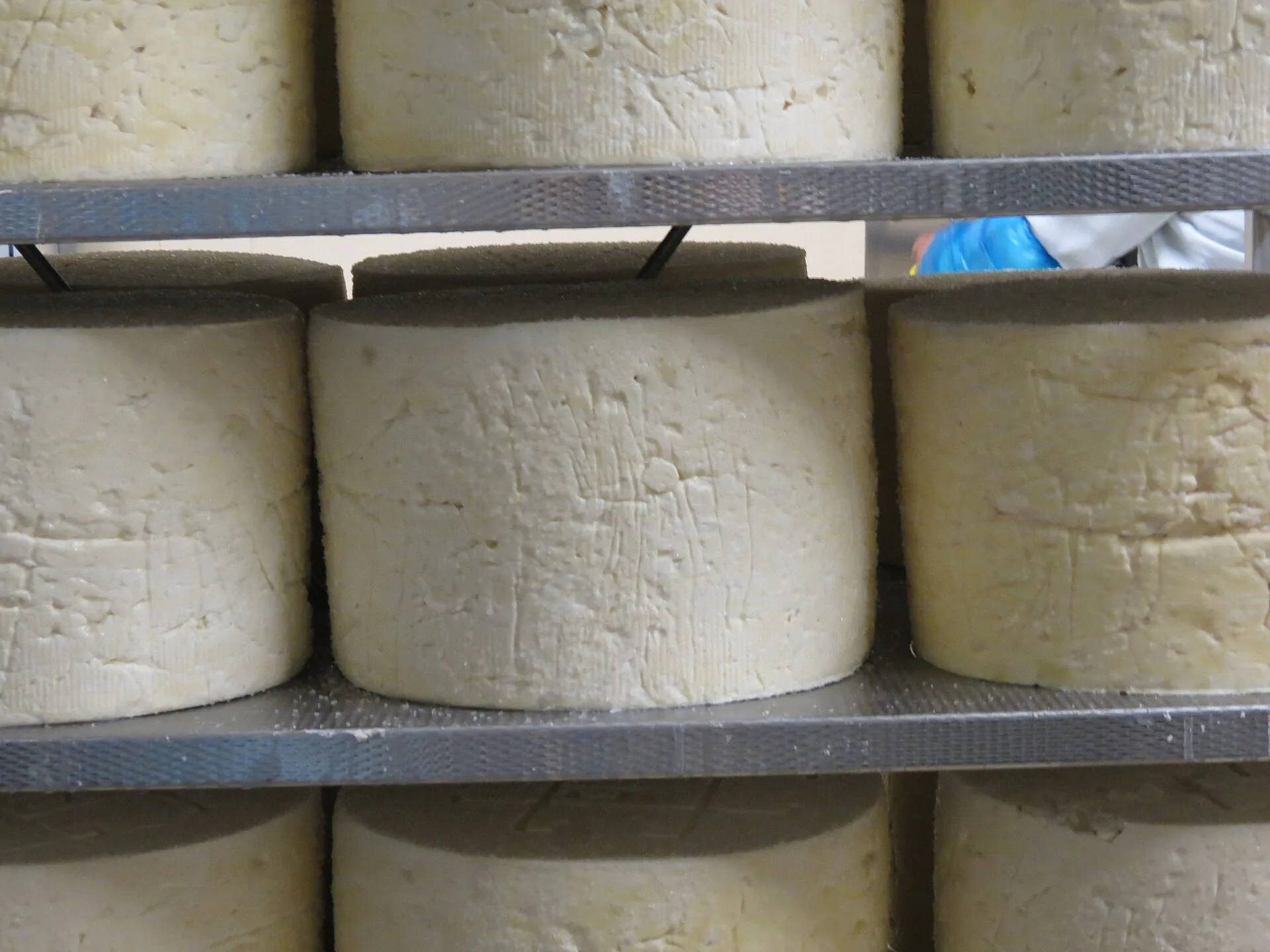 Forme di gorgonzola in stagionatura sugli scaffali di un caseificio