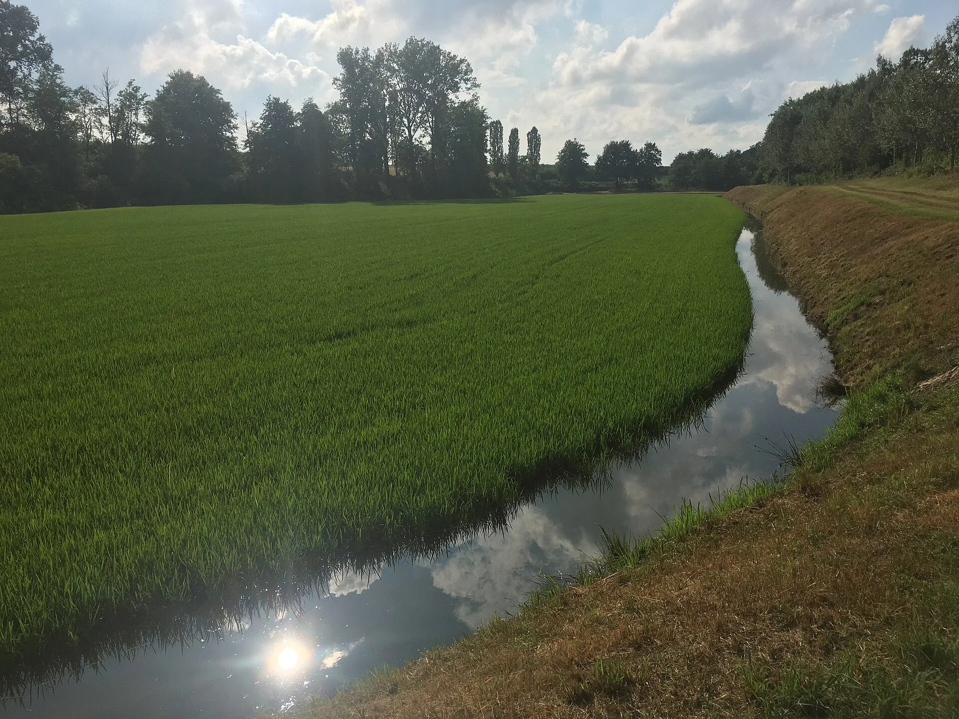 Una risaia del Novarese affiancata da un canale e da filari di alberi